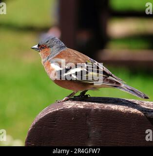 Zusammengeklappt eines gewöhnlichen männlichen Chaffinch, hoch oben auf einer Holzbank (Fringilla Coelebs) Stockfoto