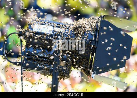 Tierunterstützung vor dem Spiel belagern Bienen den Rand des Spielfelds, Fußball 1. Bundesliga, 34. Spieltag, Borussia Dortmund (DO) - FSV FSV Mainz 05 (MZ) 2: 2, am 27. Mai 2023 in Dortmund/Deutschland. Stockfoto