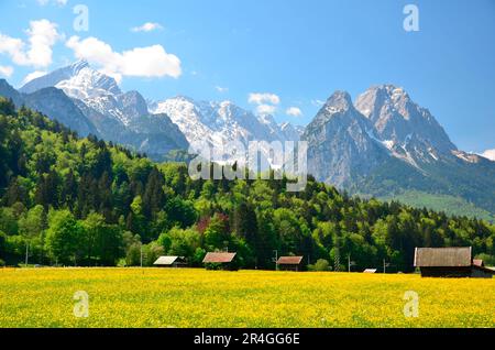 Flower Meadow, Zugspitze Group, Garmisch-Partenkirchen, Loisachtal, Zugspitzland, Bayern, Deutschland Stockfoto