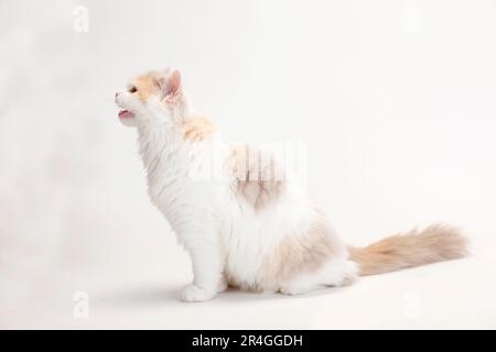Britisches Longhair-Kätzchen, Flieder-Tortie-weiß, 4 Monate, Highlander, Little Landern, Britanica, BLH Stockfoto