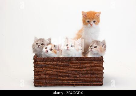 Britische Longhair-Katzen, Kätzchen, 10 Wochen, Highlander, Lowlander, Britanica, BLH, Crate Stockfoto