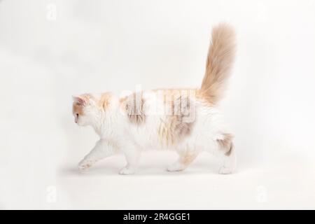 Britisches Longhair-Kätzchen, Flieder-Tortie-weiß, 4 Monate, Highlander, Little Landern, Britanica, BLH Stockfoto