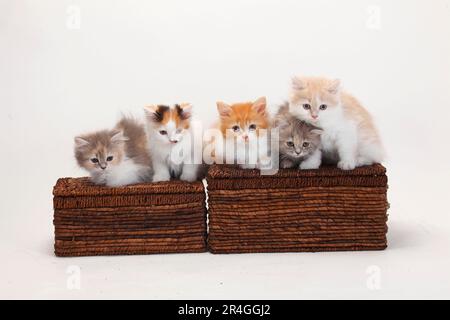 Britische Longhair-Katzen, Kätzchen, 10 Wochen, Highlander, Lowlander, Britanica, BLH, Crate Stockfoto