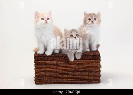 Britische Longhair-Katzen, Kätzchen, 10 Wochen, Highlander, Lowlander, Britanica, BLH, Crate Stockfoto