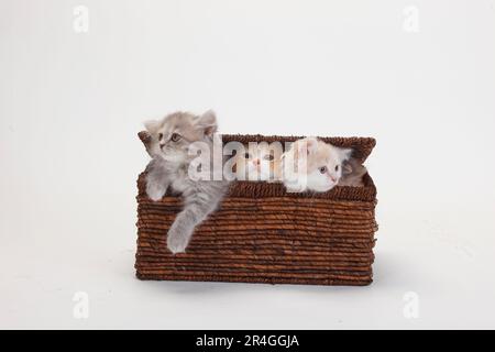 Britische Longhair-Katzen, Kätzchen, 10 Wochen, Highlander, Lowlander, Britanica, BLH, Crate Stockfoto