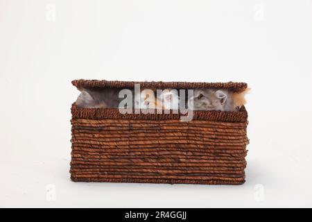 Britische Longhair-Katzen, Kätzchen, 10 Wochen, Highlander, Lowlander, Britanica, BLH, Crate, Hidden Stockfoto