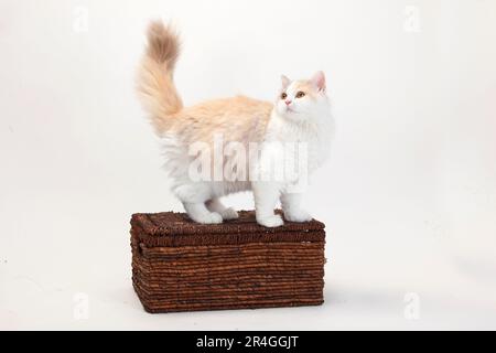 Britisches Longhair-Kätzchen, Flieder-Tortie-weiß, 4 Monate, Highlander, Tieflander, Britanica, BLH, Kiste Stockfoto