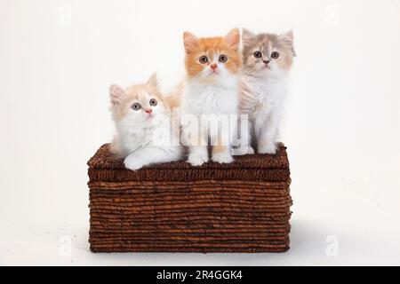 Britische Longhair-Katzen, Kätzchen, 10 Wochen, Highlander, Lowlander, Britanica, BLH, Crate Stockfoto