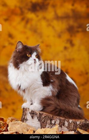 Britische Langhaarkatze, Männchen, schokoladenweiß, Highlander, Lowlander, Britanica, BLH Stockfoto