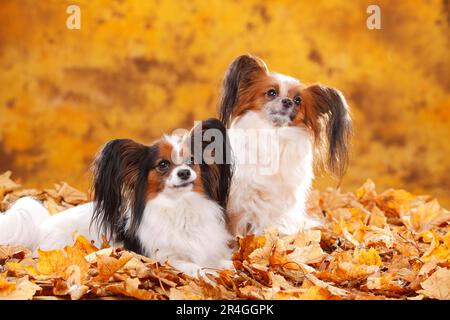 Papillons, Schmetterlingswelpen, Kontinentalzwergspaniel, Herbstblätter Stockfoto