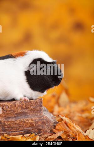 Englisches Meerschweinchen-Schwein, Tortie-weiß Stockfoto