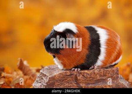 Englisches Meerschweinchen-Schwein, Tortie-weiß Stockfoto