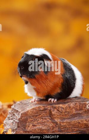 Englisches Meerschweinchen-Schwein, Tortie-weiß Stockfoto