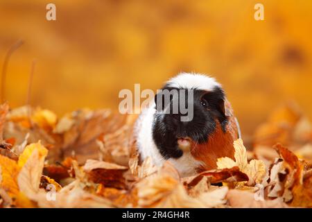 Englisches Meerschweinchen-Schwein, Tortie-weiß Stockfoto