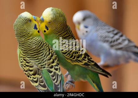 Wellensittiche (Melopsittacus undulatus), Männer, Budgie, Budgies Stockfoto