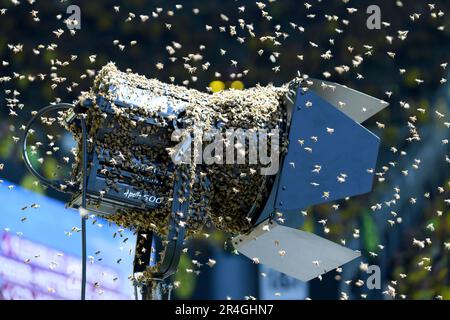 Tierunterstützung vor dem Spiel belagern Bienen den Rand des Spielfelds, Fußball 1. Bundesliga, 34. Spieltag, Borussia Dortmund (DO) - FSV FSV Mainz 05 (MZ) 2: 2, am 27. Mai 2023 in Dortmund/Deutschland. Stockfoto