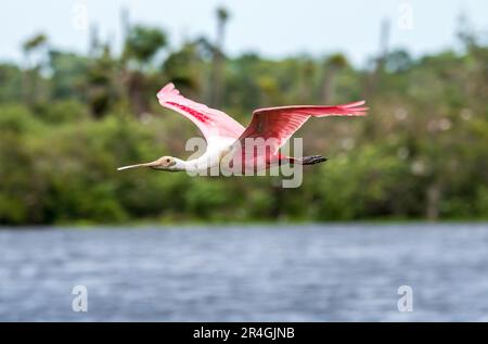 Rosenlöffel im Orlando Wetlands Park. Stockfoto