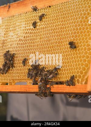 Bienenanzug Imker Schutzanzug - Verschiedene Farben Mit Hut Gegen Bienenstiche