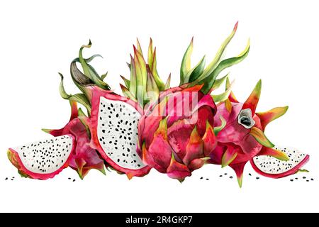 Rote Drachenfrüchte in halber Pitahaya mit Scheiben und grünen Blättern, Aquarell-Illustration. Botanisches horizontales Banner Stockfoto