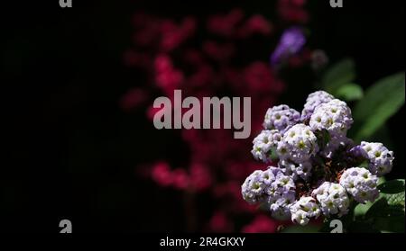 Heliotropium arborescens, der Garten-Heliotrop oder einfach Heliotrop, ist eine Art Blütenpflanze der Borretschfamilie Boraginaceae. Stockfoto