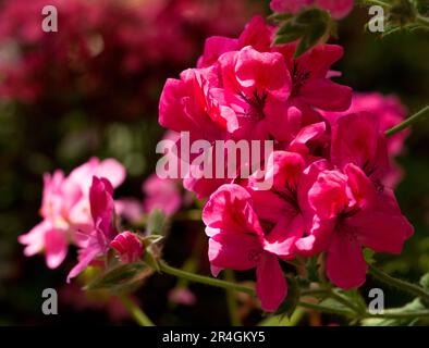 Pink Pelargonium peltatum oder Efeu Geranium, einzelne rosa Blumen. Das Laub ist hellgrün, fleischig mit spitzen Lappen. Stockfoto