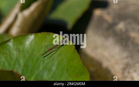 Ein Dämon ruht auf Blättern Stockfoto