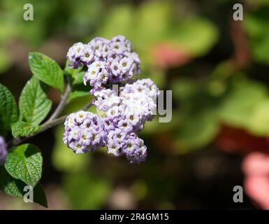 Heliotropium arborescens, der Garten-Heliotrop oder einfach Heliotrop, ist eine Art Blütenpflanze der Borretschfamilie Boraginaceae. Stockfoto