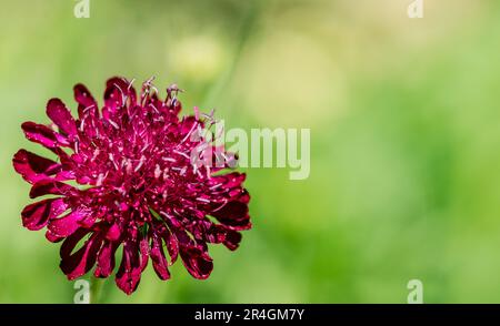 Knautia macedonica Nahaufnahme der Blume auf grünem Hintergrund Stockfoto