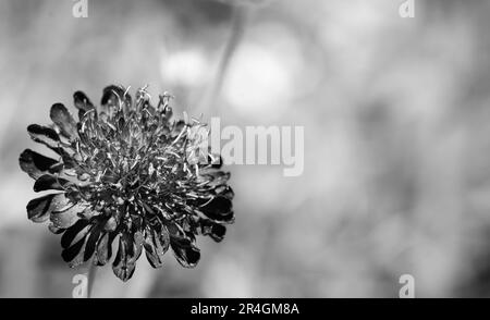 Knautia macedonica Nahaufnahme der Blume schwarz-weiß Stockfoto