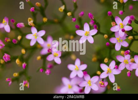 Explosion von Farben, wenn diese kleinen rosa Blumen auf der Wiese wachsen. Europäische Centaury. Selektiver Fokus. Teile im Fokus Stockfoto