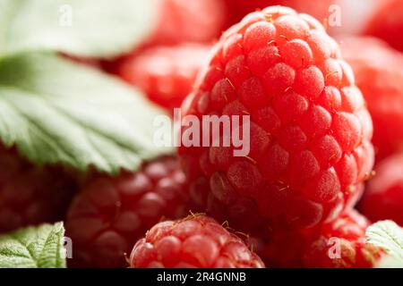 Makroaufnahme mit rotem Himbeerrot, Nahaufnahme Stockfoto