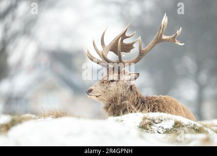 Rotwild-Hirsch, der im Winter in Großbritannien auf Frostgras lag. Stockfoto