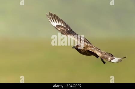 Nahaufnahme eines Großen Skua (Stercorarius skua) im Flug, Noss, Shetland, Großbritannien. Stockfoto