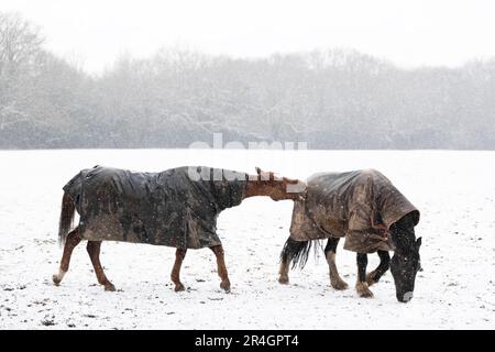 Zwei Pferde spielen im Winter im fallenden Schnee, Großbritannien. Stockfoto