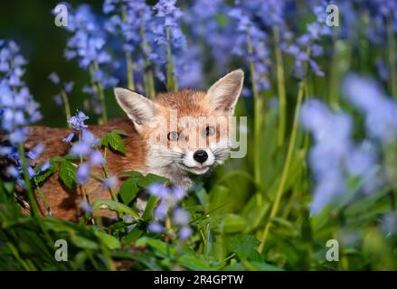 Nahaufnahme eines Rotfuchs (Vulpes vulpes) inmitten der Blauen Glocke im Frühjahr, Großbritannien. Stockfoto