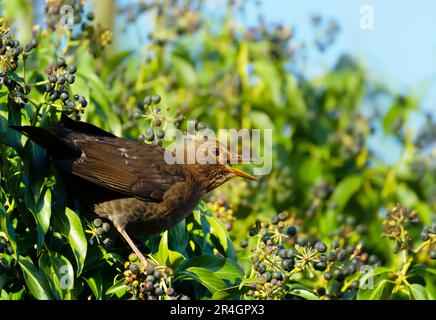 Nahaufnahme eines gemeinen Eurasischen Schwarzvogel (Turdus merula), der Beeren füttert, Vereinigtes Königreich. Stockfoto