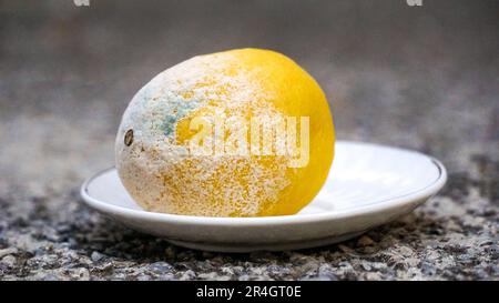 Blauer Schimmel auf gelber Zitrone. Verdorbene verrottende Früchte mit Schimmel auf einem kleinen Teller, blaugrüner Schimmel auf Zitrusfrüchten. Stockfoto