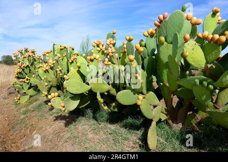 Wilde, stachelige Birne entlang einer Straße, Monsaraz, Alentejo, Portugal Stockfoto