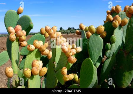 Wilde, stachelige Birne entlang einer Straße, Monsaraz, Alentejo, Portugal Stockfoto