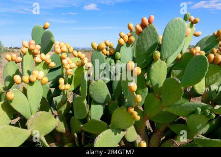 Wilde, stachelige Birne entlang einer Straße, Monsaraz, Alentejo, Portugal Stockfoto