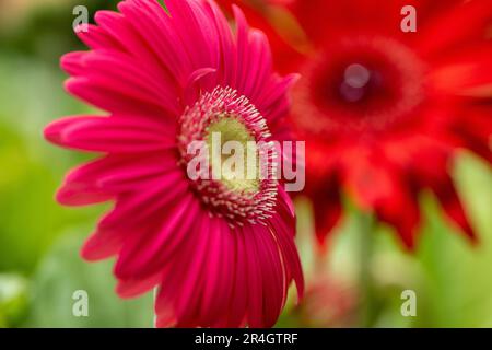Gerbera Gänseblümchen mit leuchtend roten Blüten im Morgenlicht Stockfoto