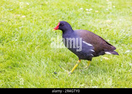 Ein gemeiner Moorhen (Gallinula chloropus), auch bekannt als Wasserhuhn oder Sumpfhuhn, der durch eine Wiese geht Stockfoto