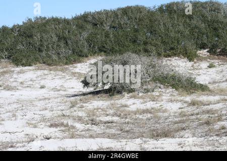 Gulf Shores Dune Project im Gulf Shores State Park in Gulf Shores, Alabama, USA Stockfoto