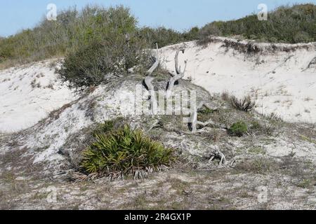 Das Dune Project im Gulf Shores State Park – Gulf Shores, Alabama, USA Stockfoto