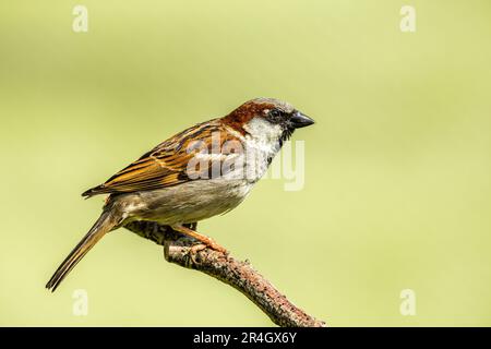 Nahaufnahme eines einzelnen Rotkehlchens auf einem Ast mit einem sauberen, glatten Hintergrund Stockfoto