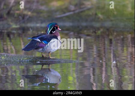 Männliche Holzente, die im Frühling auf einem Holzstamm in einem Teich stand Stockfoto