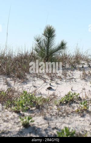 Das Dune Project im Gulf Shores State Park – Gulf Shores, Alabama, USA Stockfoto