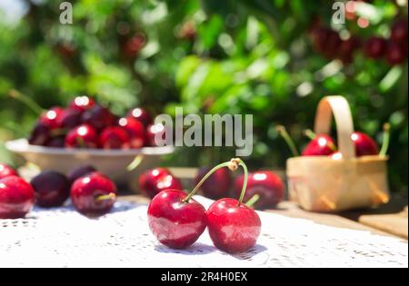 Reife, saftige Kirschen auf dem Tisch im Garten Stockfoto