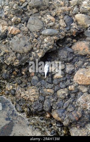 Toter, glänzender, silberfarbener Fisch im Meer an der Küste strukturierte Felsen, die in der Nähe des Wassers getrocknet wurden. Umweltgefährdendes Tier, das allein gelassen wurde Stockfoto