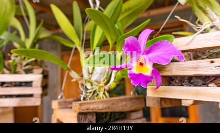 Ein blühendes lila Cattleya Gaskeliana in einem Hängetopf sitzt im Hof. Stockfoto